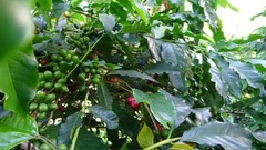 ☕ 100% Jamaican Blue Mountain Coffee Beans – 16oz (1lb), Medium Roast, Certified