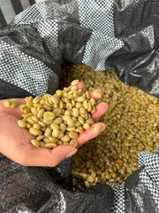 4 LBS Peru Organically Grown Green Coffee – Peruvian Arabica for Home Roasting