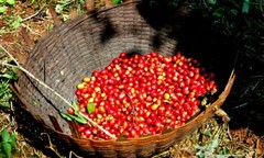 100% JAMAICAN BLUE MOUNTAIN & KONA COFFEE BEANS MEDIUM ROASTED 1 POUND EACH