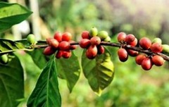 Hawaii Coffee Mulvadi 10% KONA BLEND COFFEE CHOCOLATE MACNUT GROUND
