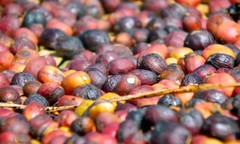 ITALIAN ESPRESSO COFFEE BEANS DARK ROASTED 5 POUNDS IN 1 POUND BAGS