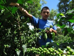Honduras Comsa Marcala Shadegrown & Fair-trade Organic