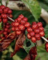 2, 5, 10 LB PAPUA NEW GUINEA FRESH ROASTED COFFEE WHOLE BEAN, GROUND – ARABICA