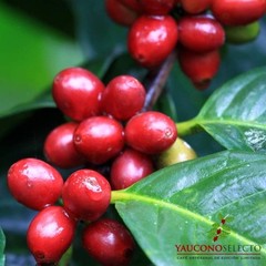 Yaucono Selecto Limited Edition Gourmet Whole Bean Coffee Dark Roast 2 Pound Bag