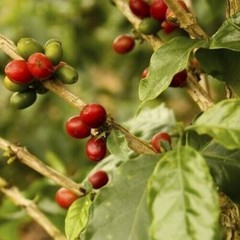 Lacas Coffee Company 6 count Colombian Supremo Medium Fine 12 oz.
