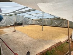 2 LB Peru Organically Grown Green Coffee Beans – Unroasted Peruvian Arabica