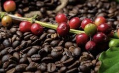 2, 5, 10 LB PAPUA NEW GUINEA FRESH ROASTED COFFEE WHOLE BEAN, GROUND – ARABICA