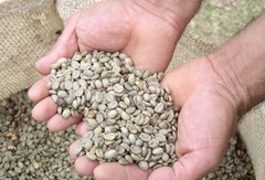 19 pounds green coffee beans – espresso blend perfect for espresso drinks