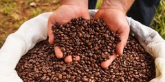 2, 5, 10 lb Espresso Roasted Fresh Daily in the USA ! ROAST TO ORDER !