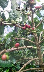 100g Whole Beans – 100% Wild Kopi Luwak Civet Coffee from Indonesia