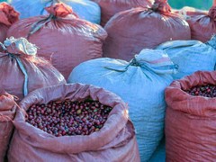 Ethiopia Sunrise – (Light Roast) 312g, 11oz Bag