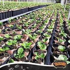 Yaucono Dark Roast Whole Bean Coffee, Puerto Rico, 100% Arabica, 2 Pound
