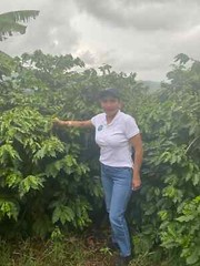 COSTA RICAN TARRAZU COFFEE BEANS PEABERRY FRESH ROASTED MEDIUM 2 X 1 POUND BAGS