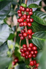 5 LBS HONDURAS HONDURAN FRESH UNROASTED GREEN COFFEE BEANS – ARABICA