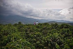 Coffee Beans : Guatemalan Antigua Peaberry Medium Roasted 2 Bags 1 Pound Each.