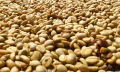 KENYA AA COFFEE BEANS DARK ROASTED 5 POUNDS