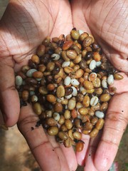 Organic 100% unroasted Coffee Beans / Powder from Ceylon/ Natural Harvested