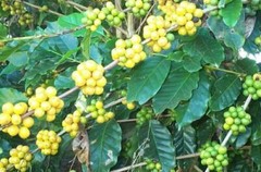 BRAZILIAN JAZBLU PEABERRY COFFEE BEANS MEDIUM ROASTED 2 OR 5 POUNDS