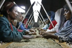 Ethiopia Harrar natural, unroasted green coffee, Grade 1, cooperative, 4lbs