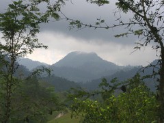 GUATEMALAN HUEHUETENANGO COFFEE BEANS DARK ROASTED 2 POUNDS