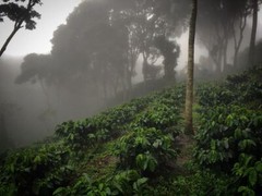100% HAWAIIAN / KONA COFFEE BEANS MEDIUM ROASTED 5 POUNDS