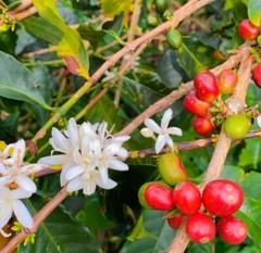6 LB COLOMBIA COLOMBIAN EXCELSO ROASTED PINK BOURBON COFFEE BEANS –