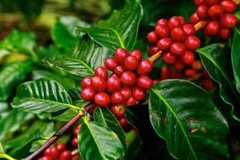 COLOMBIAN SUPREMO COFFEE BEANS ROASTED MEDIUM 5 POUNDS