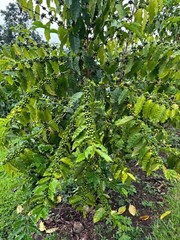 100% HAWAIIAN – KONA COFFEE BEANS PEABERRY DARK ROASTED 1 POUND BAG