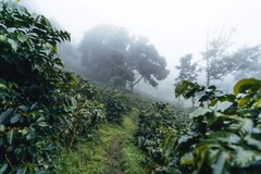 Fresh Roasted 100% Brazilian Cerrado Arabica Coffee 12 Oz Whole Bean or Ground