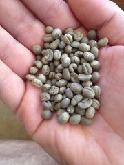 5 lbs Green Coffee – Tanzania peaberry – specialty grade green beans