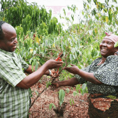 Single Origin – Tanzanian Kilimanjaro Pea Berry – Specialty Coffee