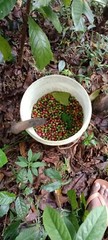 100% Ceylon Coffee Beans Green / Raw / Unroasted homemade 1-1/2 pound
