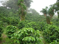 Jamaican Blue Mountain & Kona Coffee Beans Medium Roasted 2 / 1 Pounders of Each