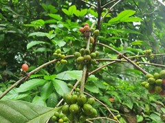 Organic 100% unroasted Coffee Beans / Powder from Ceylon/ Natural Harvested