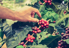 Alto Grande Premium Coffee Whole Bean – 2 Lbs (Pack of 1)