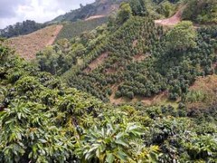 Colombia Tolima Organic Coffee – Fresh Roasted to Order