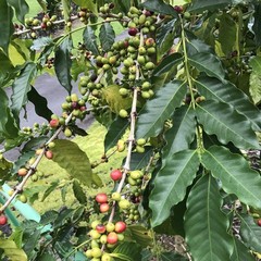 Kona Coffee Whole Bean – Medium Roast, 2 lbs Hawaiian Blend, 100% Arabica, Susta
