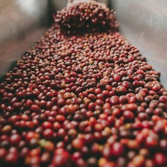 Ethiopia Sunrise – (Light Roast) 312g, 11oz Bag