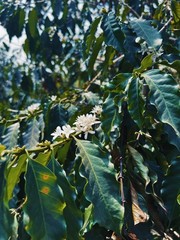 5 LB BRAZIL, UNROASTED GREEN COFFEE BEANS FIVE POUND – ARABICA, SPECIALTY