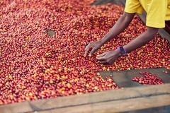 Fresh Roasted 100% Brazilian Cerrado Arabica Coffee 12 Oz Whole Bean or Ground