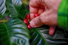 SHIPS FROM HI Genuine 100% KONA COFFEE BEANS MEDIUM ROASTED 1 POUND BAG