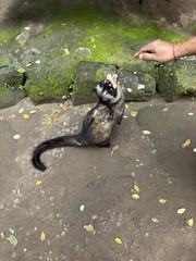 1 lb 100% Certified Wild Kopi Luwak—Freshly Roasted To Order! READ DESCRIPTION!!