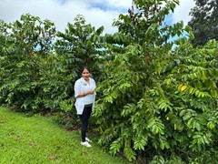 100% HAWAIIAN KONA COFFEE BEAN DARK ROASTED 2, 4, 6, 10 POUNDS IN 1 POUND BAGS