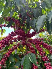 Fresh Roasted Brazil Coffee Beans – Rich & Smooth Flavor -Specialty Grade