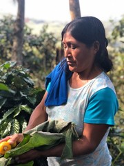 Guatemala Huehuetenango unroasted green coffee beans, Organic, coop-grown, 4lbs