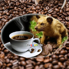Premium Wild Kopi Luwak Arabica Coffee by Sakha @500G WHOLE BEAN ROASTED