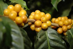 100% HAWAIIAN KONA COFFEE BEANS DARK ROASTED 2 BAGS 1 POUND EACH