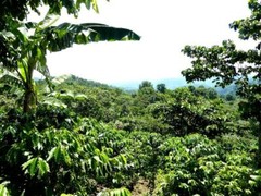 Costa Rican Tarrazu Coffee Beans Roasted Daily Medium 5 Pounds In 1 Pound Bags