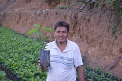 10 lbs Bolivia Microlot: Celso Mayta -Cafe Golondrina FREE SHIPPING