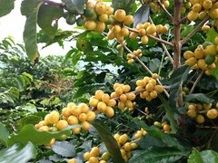 BRAZILIAN JAZBLU PEABERRY COFFEE BEANS MEDIUM ROASTED 2 OR 5 POUNDS